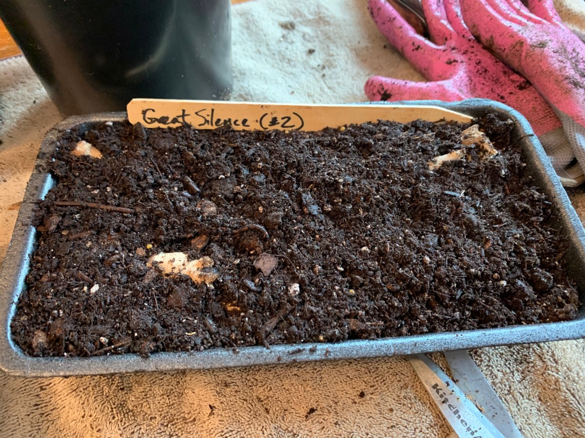 Splitting And Pre Sprouting Dahlia Tubers Gerd S Garden